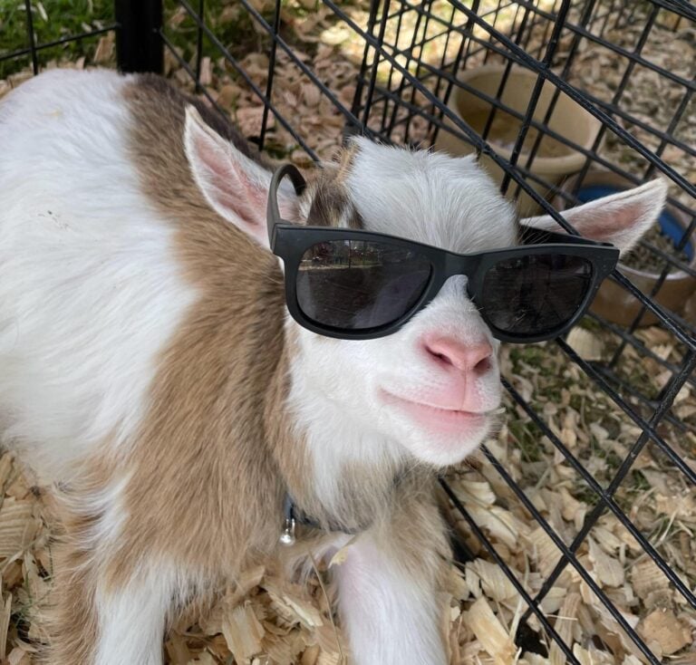 Party Animals Petting Zoo