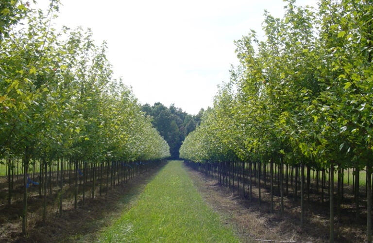 Perfectly uniform rows of Autumn Blaze Maple trees stretch toward the horizon at Walker Nursery Co. in McMinnville, TN. The young, vibrant green trees line a grassy path under a bright sky, showcasing the geometric precision of the "Nursery Capital."