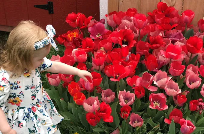 A young child in a floral print dress and matching headband gently reaches out to touch a vibrant cluster of red and pink tulips blooming in front of a rustic red barn at Day Lily Nursery in McMinnville, TN.