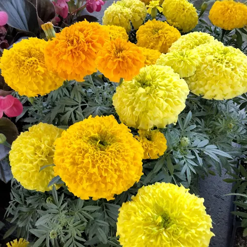 A cluster of vibrant marigolds in shades of brilliant yellow and deep orange bloom in dense, ruffled heads at Bain’s Greenhouse & Farms in McMinnville, TN. The sun-drenched blossoms are surrounded by dark green, feathery foliage, capturing the warmth of the river valley.
