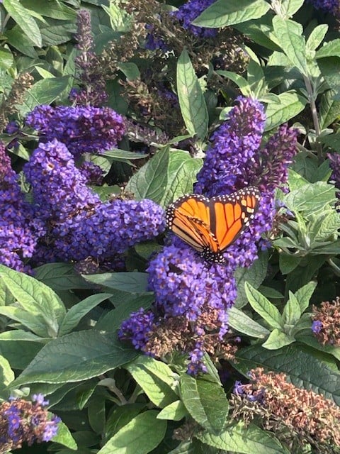 A bright orange and black Monarch butterfly rests on a cluster of deep purple butterfly bush flowers at Crossroads Farm and Nursery in McMinnville, TN. The vibrant blossoms and detailed wings of the butterfly are set against a backdrop of soft green leaves and tall, stately columnar trees under a blue sky.
