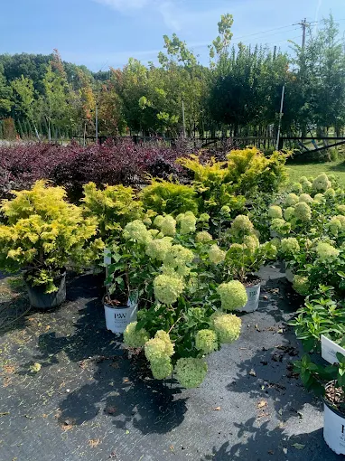 A variety of ornamental plants, including lime-green hydrangeas with large round flower heads, golden-yellow evergreens, and deep purple shrubs, are arranged in rows at Bert Driver Nursery near McMinnville, TN.