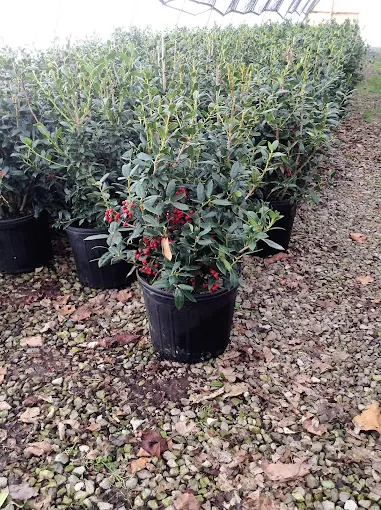Rows of potted Needlepoint Holly shrubs thrive inside a spacious greenhouse at Boyd & Boyd Nursery in McMinnville, TN. The dark, waxy green leaves are accented by clusters of bright red berries, standing atop a clean gravel floor.
