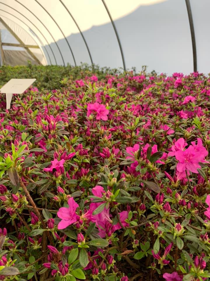 Inside a sun-drenched greenhouse at Cedarwood Nursery in McMinnville, TN, rows of vibrant pink azaleas are in full bloom. The lush, flowering shrubs fill the frame under a white arched canopy, showcasing the horticultural legacy of the region.