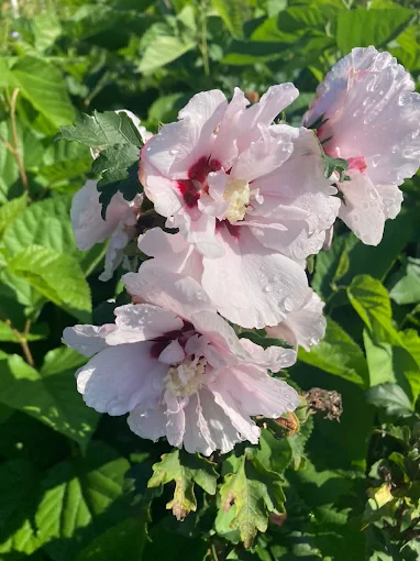 Vibrant Hibiscus flowers for sale at retail nurseries in McMinnville TN.