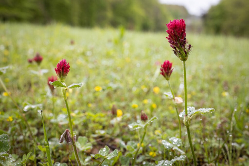 Close-up of native wildflowers blooming along a wooded hiking trail near Rock Island State Park in McMinnville, Tennessee.