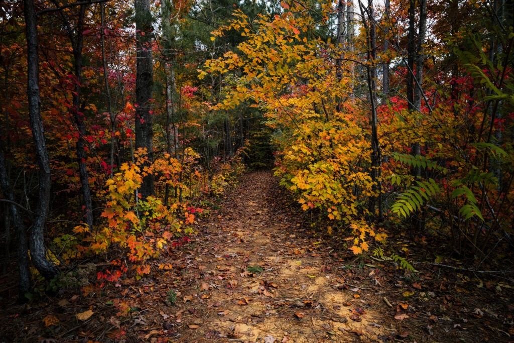 A wooded hiking trail covered in fallen leaves and surrounded by vibrant orange, yellow, and red autumn foliage at Rock Island State Park.